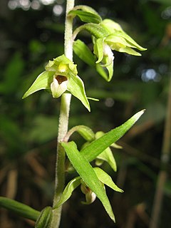 Description de l'image Epipactis papillosa 3.JPG.