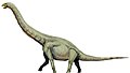 Tail's longer as inferred by Tangvayosaurus