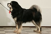 Female_Tibetan_Mastiff