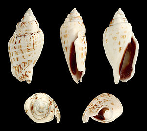 Gibberulus gibbosus.