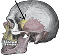Side view of the skull. Sphenoparietal suture indicated by the arrow.
