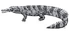 Hanyusuchus sinensis