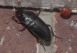 Harpalus caliginosus.