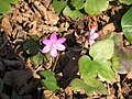 Anemone hepatica pink form