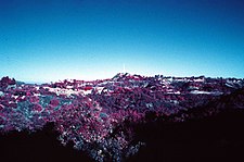 View of the Hollywood Hills. Kodak Infrared color slide film, no filter used and developed with E-6 process