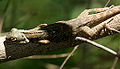 in Narsapur, Medak district, India.