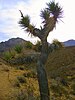 Yucca brevifolia or Joshua tree at Jawbone Canyon