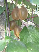 Production fruitière de kiwis de l'Adour