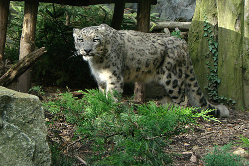 Snow leopard