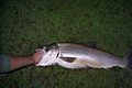 Trucha marrón (Oncorhynchus mykiss) capturada en el lago Moquehue en febrero de 2007