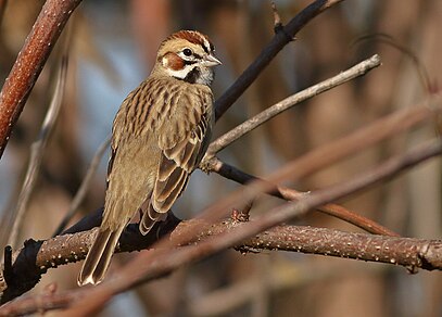 Lark Sparrow