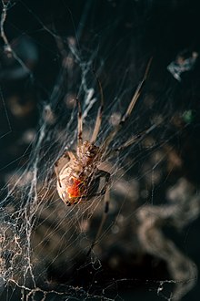 Apesar de seu potencial é uma especie extremamente calma e dócil.