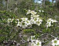 Leptospermum liversidgei