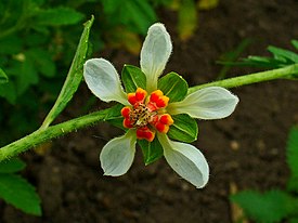 Nasa triphylla