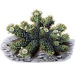 Mammillaria elongata