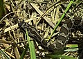 closeup of e. massasauga