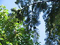 Metasequoia glyptostroboides young female cones