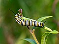 Image 22Monarch butterfly caterpillar on butterfly weed