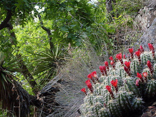 Plant habitat in Butterfly trail, Santa Catalina Mountains, Arizona.