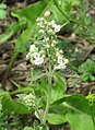 Котовник кошачий (Nepeta cataria)