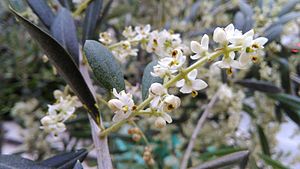 올리브나무(Olea europaea)