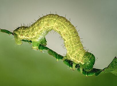 Winter moth caterpillar, by Ermell
