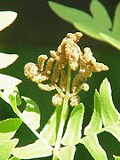 Osmunda regalis Pinas férteis contraídas.