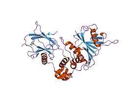 Структура комплекса HIF-1α-pVHL-ElonginB-ElonginC .[12]