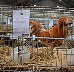 Coq Padoue nain chamois liseré blanc.