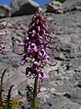 Pedicularis groenlandica