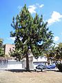 Pino Hondureño (Pinus caribaea)