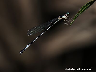 Protosticta sanguinostigma female