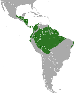 Distribución de Cyclopes didactylus