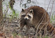 Un raton laveur sur la rive d'un petit étang