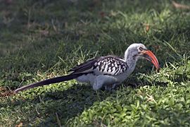 A northern red-billed hornbill walking on grass