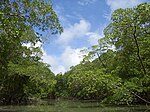 Vue sur une rivière dans la forêt amazonienne. Le film raconte l'histoire d'un animal rare et inconnu jusqu'alors, Jungle Jack, qui est enlevé de sa foret et se retrouve au cœur de la ville.