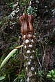 Cyatheales