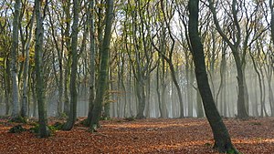 47. Platz: Puusterke mit Buchenwald im Landschaftsschutzgebiet Süd-Deister