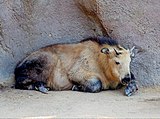 聖地牙哥動物園的四川羚牛