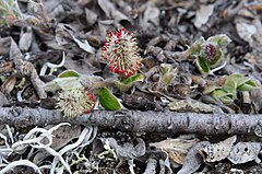 Description de l'image Salix reptans-MW0158288-live.jpg.