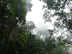 Bosque nuboso en el Parque nacional Henri Pittier, Venezuela.