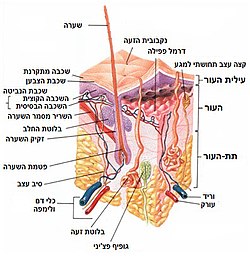 איור של שכבות העור והמבנים הנלווים לעור