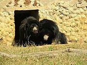 Sloth Bear