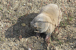 Keleti földikutya (Spalax microphthalmus)