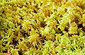 Sphagnum fallax (Sphagnaceae), Allemagne