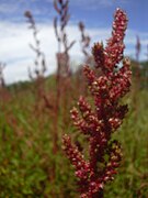 Amaranthus hybridus.