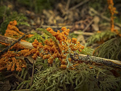 Physarum rubiginosum