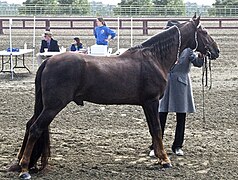 Présentation d'un Tennessee Walker, un cheval américain