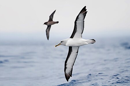 Buller's albatross, by JJ Harrison