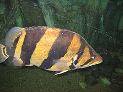 Tiikerikala (Datnioides microlepis)